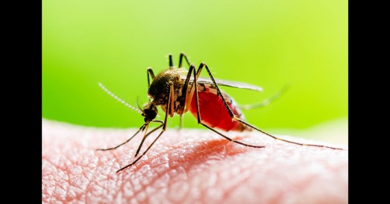 How Heavy Rains Increase Mosquito-Borne Diseases