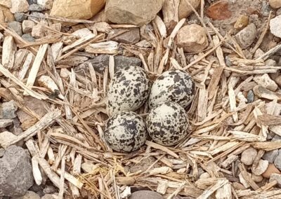 South Texas EcoTourism Center - Killdeer Eggs