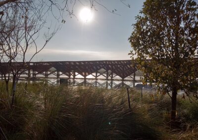 South Texas EcoTourism Center - Land Bridge - Fauna