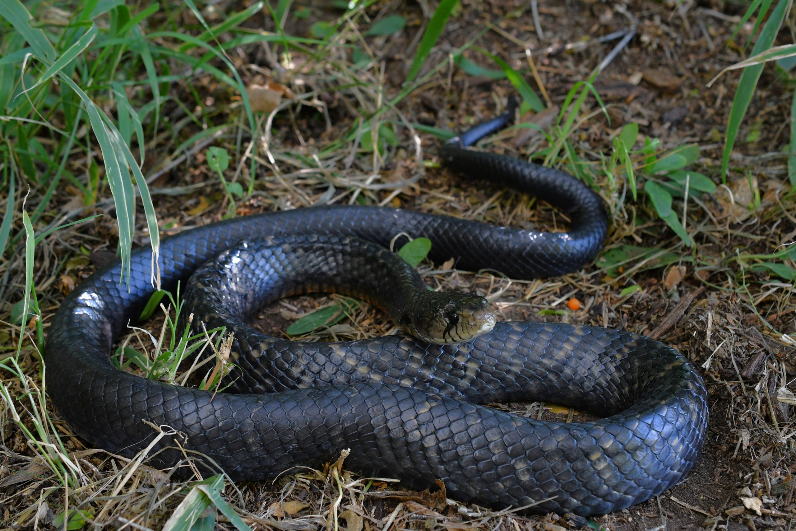 indigo snake matt